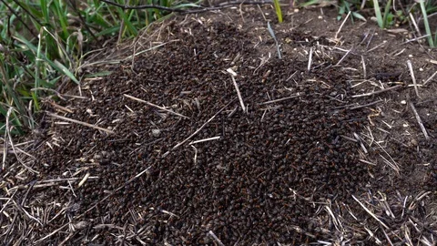 Large red ants building an anthill. A colony of ants running around Stock Footage 126849668