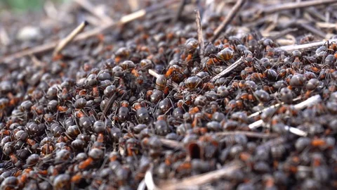 Large red ants building an anthill. A colony of ants running around Stock Footage 126849814
