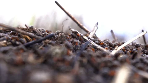 Large red ants building an anthill. A colony of ants running around Stock Footage 126849878