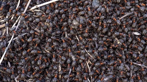 Large red ants building an anthill. A colony of ants running around Stock Footage 126849894