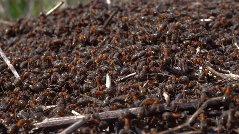 Large red ants building an anthill. A colony of ants running around Stock Footage 126849938