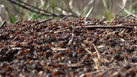 Large red ants building an anthill. A colony of ants running around Stock Footage 126850145