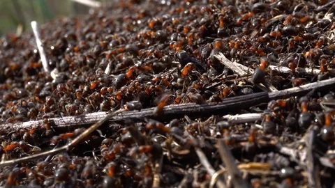 Large red ants building an anthill. A colony of ants running around Stock Footage 126850185