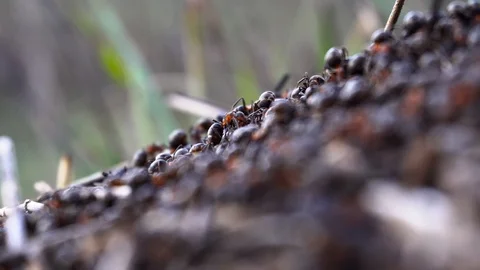 Large red ants building an anthill. A colony of ants running around Stock Footage 126850212