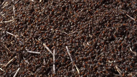 Large red ants building an anthill. A colony of ants running around Stock Footage 126850221