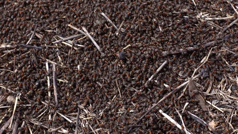 Large red ants building an anthill. A colony of ants running around Stock Footage 126850887
