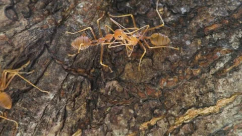 Large red ants close up. Thailand Stock Footage 304819087