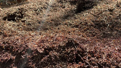 Large red ants Stock Footage 167417887