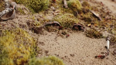 Large red ants walking around their nest. 動画素材 131175573