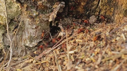 Large red ants walking around their nest. 動画素材 131175585