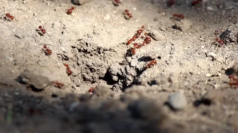 Large Red Ants working Stock Footage 41219895