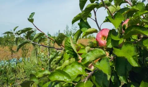 A large red apple on a tree branch in the garden. apple variety Florina, Querina Stock Photos