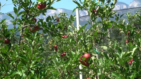 Large red apples. industrial apple plantation in italy Stock Footage 203603736