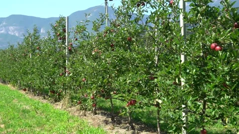 Large red apples. industrial apple plantation in italy Stock Footage 203603765