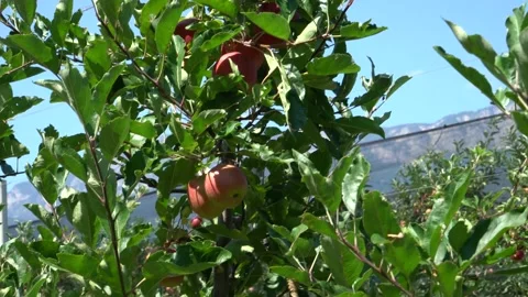 Large red apples. industrial apple plantation in italy Stock Footage 203603807