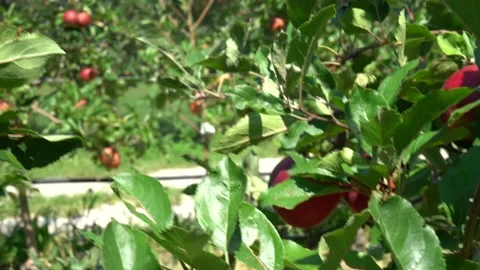 Large red apples. industrial apple plantation in italy Stock Footage 203603851