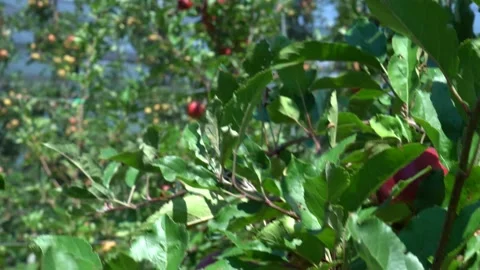 Large red apples. industrial apple plantation in italy Stock Footage 203603897