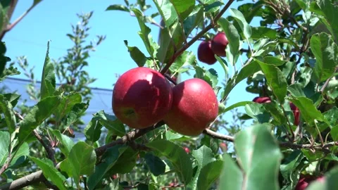Large red apples. industrial apple plantation in italy Stock Footage 203603934