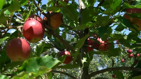 Large red apples. industrial apple plantation in italy Stock Footage 203603971