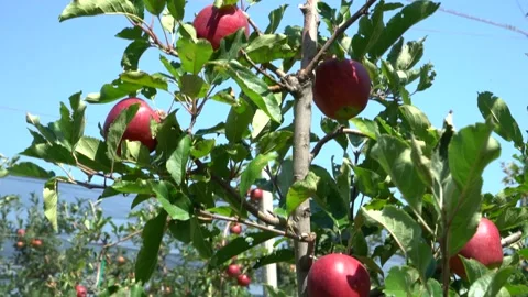 Large red apples. industrial apple plantation in italy Stock Footage 203604569
