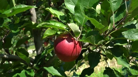 Large red apples. industrial apple plantation in italy Stock Footage 203604603