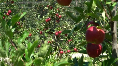 Large red apples. industrial apple plantation in italy Stock Footage 203604611