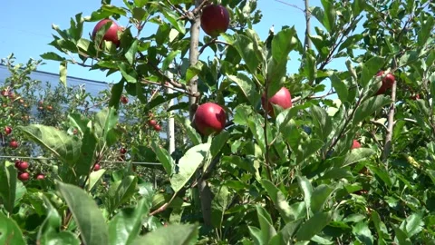 Large red apples. industrial apple plantation in italy Stock Footage 203604638