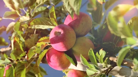 Large red apples on tree branch ripen under bright sunlight Stock Footage 163147443