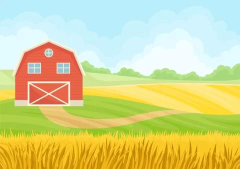 Large red barn in a field of wheat. Vector illustration on white background. Stock Illustration