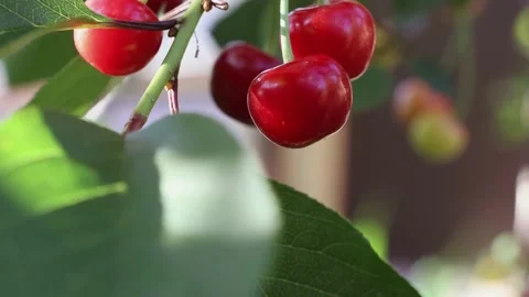 Large red berries on a tree branch. Ripe cherry close-up. Fruit harvest Video stock 155816702