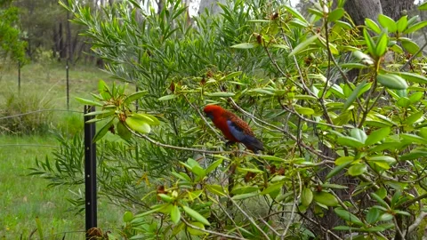 Large Red Bird With Blue Wings Perched On A Branch Before Taking Off In Video Stock Footage 296717986