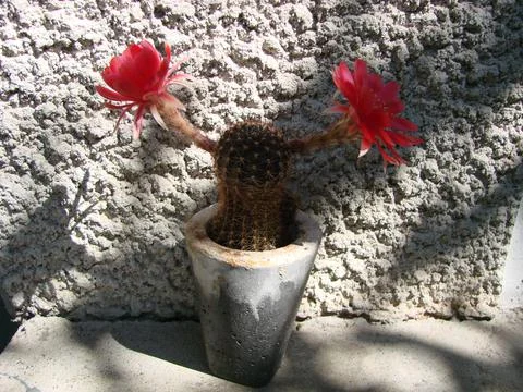 Large red bloom on hedgehog cactus in a pot at home. Two flowers at the same  Stock Photos