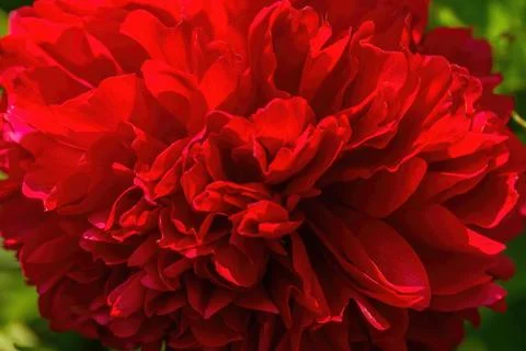 Large red blooming peon flower in garden Stock Photos