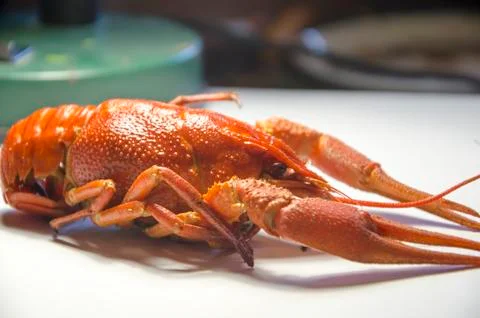 Large red boiled river crayfish, ready for consumption to beer Stock Photos