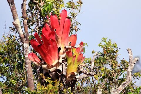 Large red bromeliad located on top of a tall tree. Stock Photos