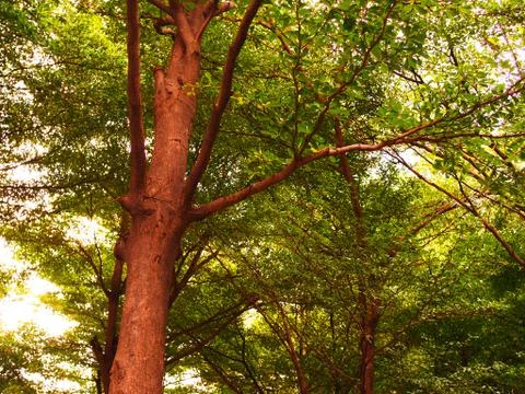 Large red brown tree trunk, with green leaf bush park 库存照片