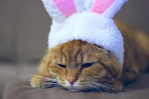 A large red cat with funny hare ears lies on a brown couch. A cat in a rabbit Stock Photos