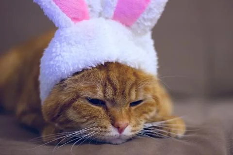 A large red cat with funny hare ears lies on a brown couch. A cat in a rabbit Stock Photos