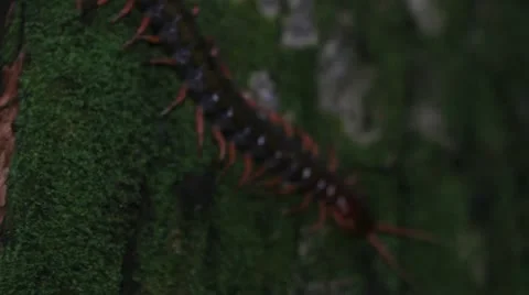 Large Red Centipede Stock Footage 10923286