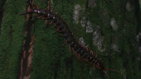 Large Red Centipede on tree Stock Footage 10923270