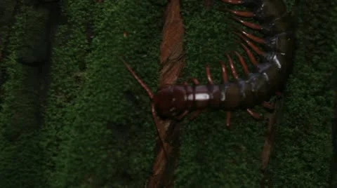 Large Red Centipede on tree Stock Footage 10923284