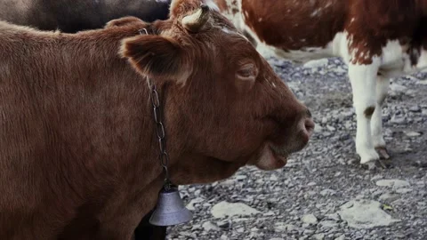 A large red cow with a bell on its neck near the river in the mountains. Stock Footage 142588267