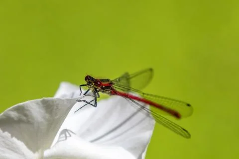 Large Red Damselfly close-up Stock Photos