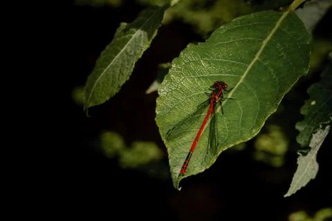 Large Red Damselfly on a leaf Stock Photos