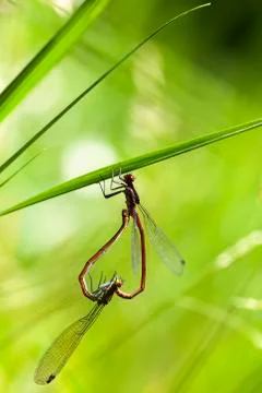 Large red damselfly - mating Photos