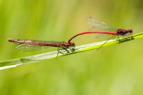 Large red damselfly - mating 写真素材