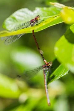 Large Red Damselfly pair Stock Photos