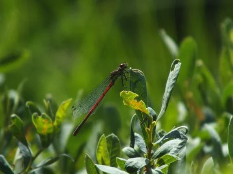 Large Red Damselfly Perching Stock-Fotos