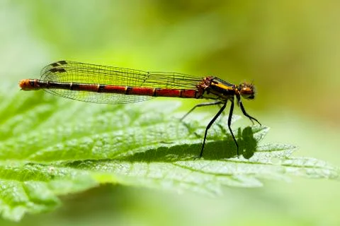 Large red damselfly Stock Photos
