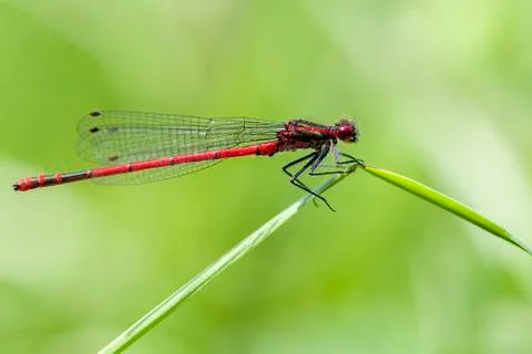 Large red damselfly  Stock Photos